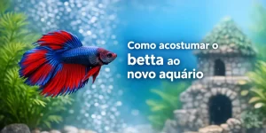 Betta azul e vermelho nadando em aquário com plantas e castelo