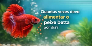 Peixe betta vermelho nadando em aquário com plantas e texto em português