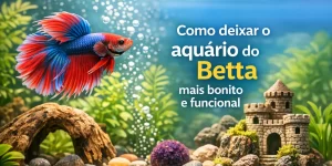 Betta peixe com nadadeiras vermelhas e azuis em aquário decorado com pedras e plantas