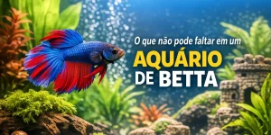 Aquário com Betta azul e vermelho nadando com plantas e pedras