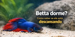 Peixe Betta azul com nadadeiras vermelhas descansando em aquário.