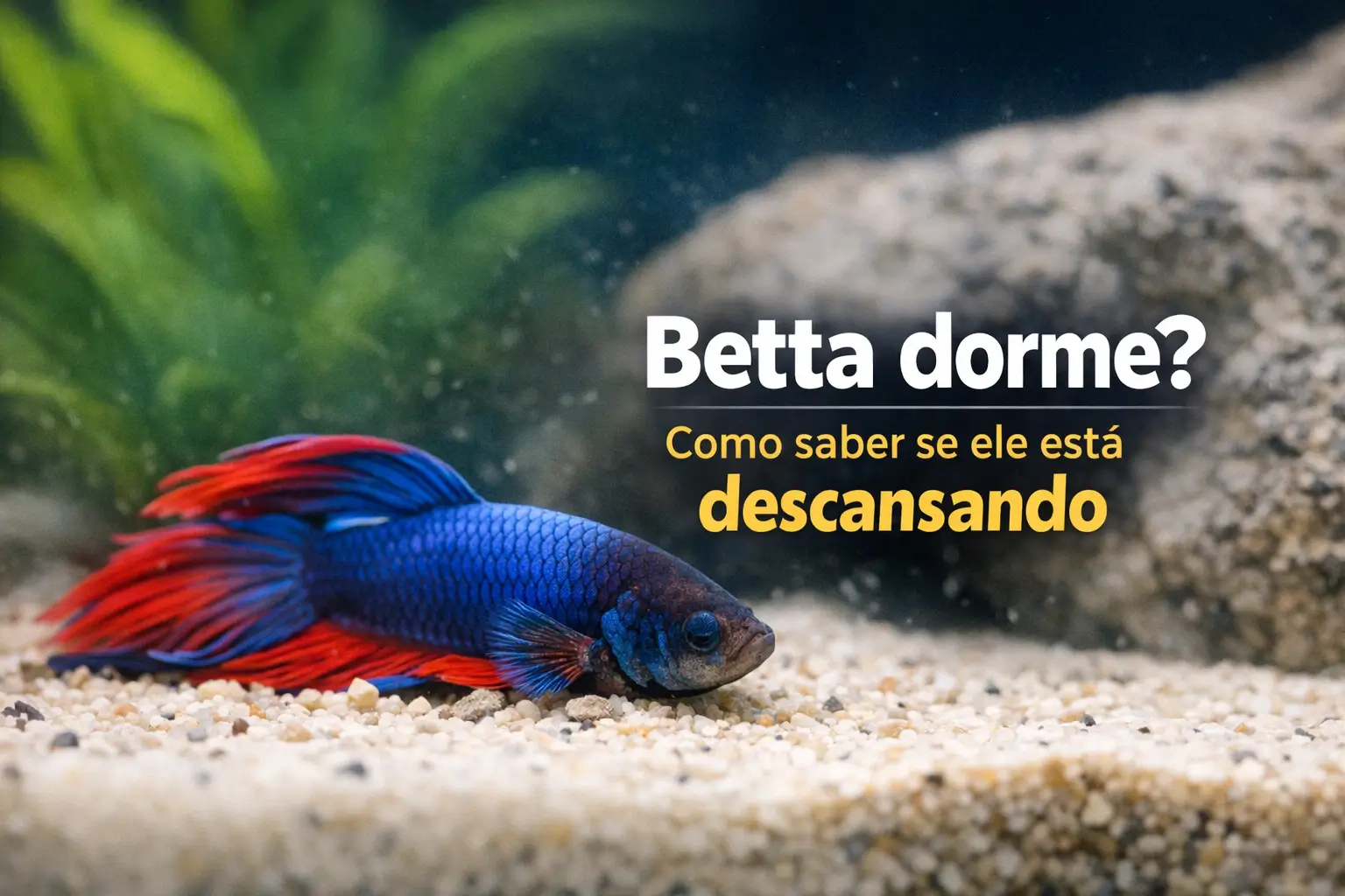 Peixe Betta azul com nadadeiras vermelhas descansando em aquário.