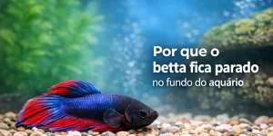 Betta vibrante azul e vermelho descansando no fundo do aquário com plantas ao fundo