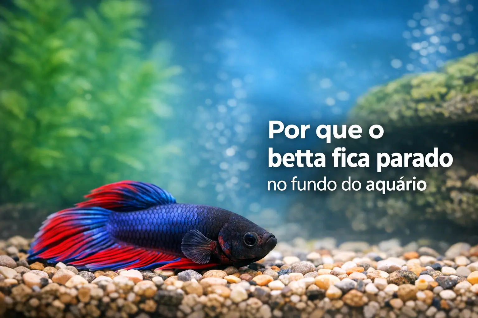 Betta vibrante azul e vermelho descansando no fundo do aquário com plantas ao fundo