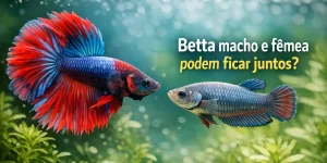 Betta macho azul e vermelho nadando ao lado de uma fêmea cinza em aquário
