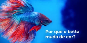 Betta azul e vermelho nadando em fundo subaquático azul claro