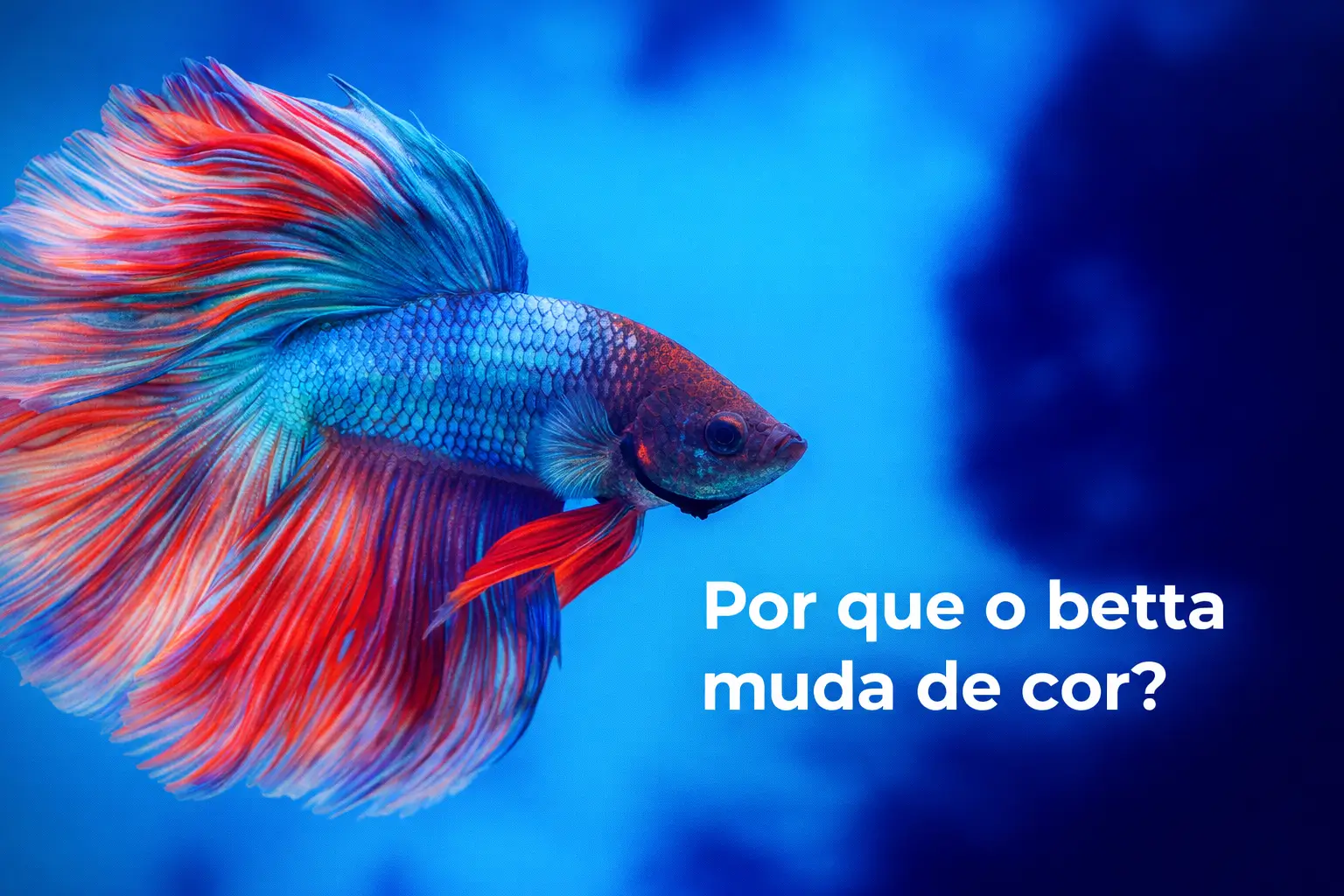 Betta azul e vermelho nadando em fundo subaquático azul claro