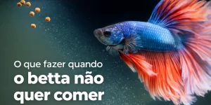Betta azul e vermelho comendo ração suspensa na água