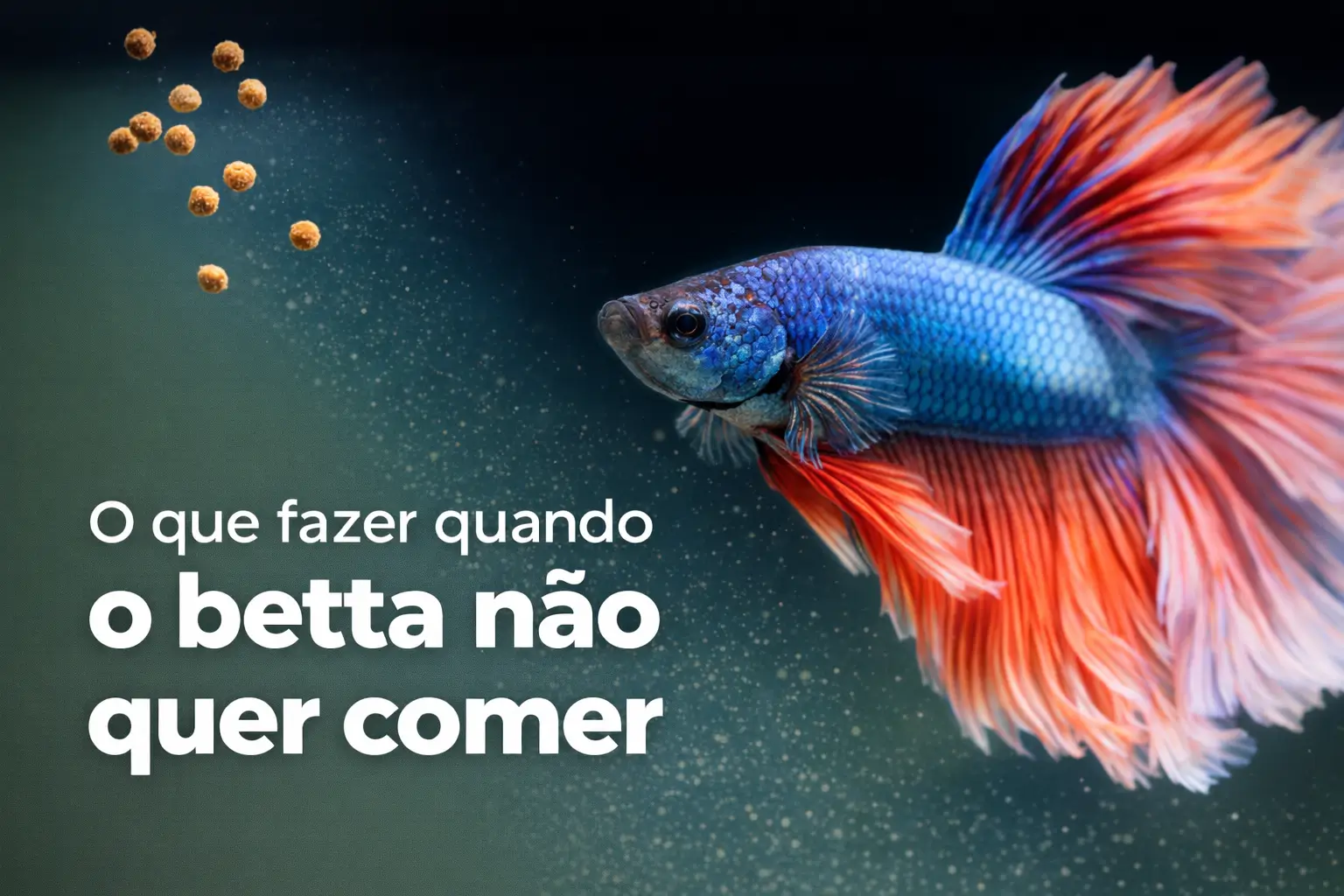 Betta azul e vermelho comendo ração suspensa na água