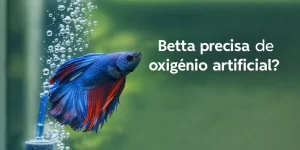 Betta azul e vermelho em aquário com bolhas e texto sobre oxigênio