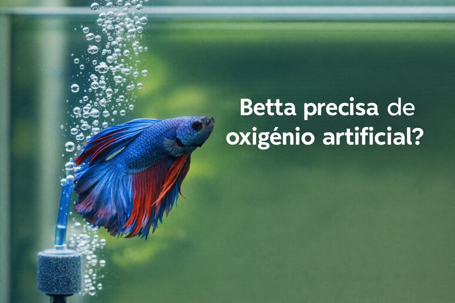 Betta azul e vermelho em aquário com bolhas e texto sobre oxigênio