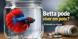 Betta azul com nadadeiras vermelhas nadando em pote de vidro com fundo casual