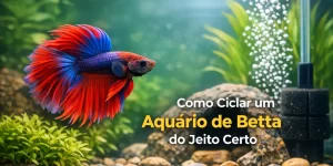 Betta azul e vermelho em aquário com plantas e bolhas, texto 'Como Ciclar um Aquário de Betta do Jeito Certo'.