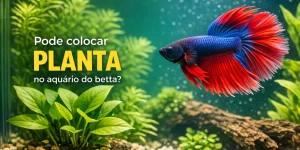 Betta peixes coloridos com plantas no aquário, compatibilidade discutida