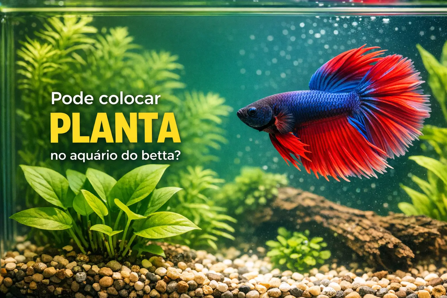 Betta peixes coloridos com plantas no aquário, compatibilidade discutida