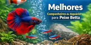 Cena de aquário com Betta vermelho e azul cercado por peixes coloridos