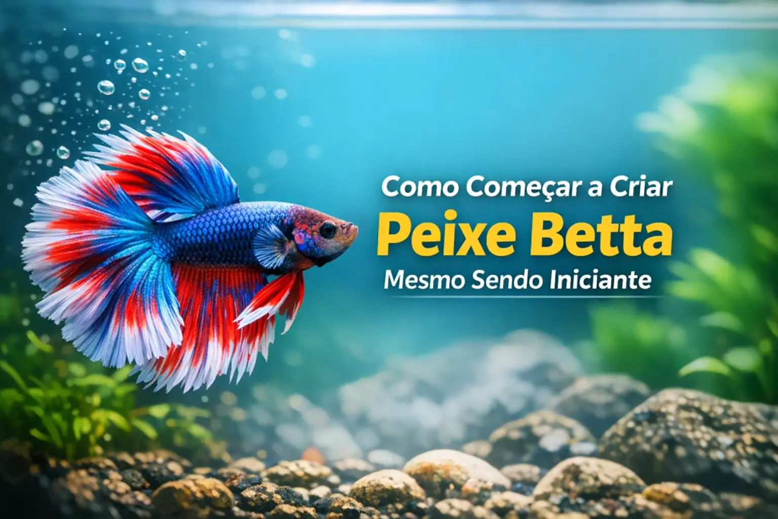 Peixe betta azul com nadadeiras vermelhas e brancas em aquário natural