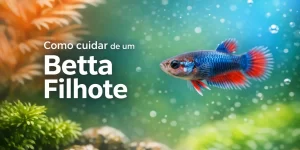 Betta colorido nadando em aquário com plantas verdes e texto 'Como cuidar de um Betta Filhote'