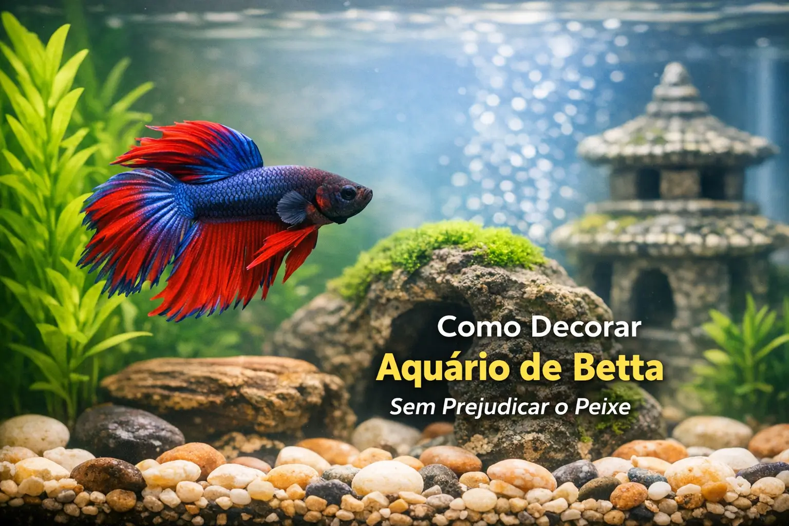 Betta vermelho e azul nadando em aquário decorado com plantas e pedras.