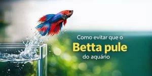 Betta azul e vermelho saltando de aquário com água espirrando