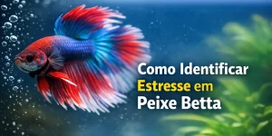 Peixe Betta colorido nadando em aquário com plantas e bolhas