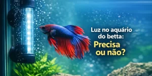 Betta colorido com luzes no aquário e vegetação, 2026.