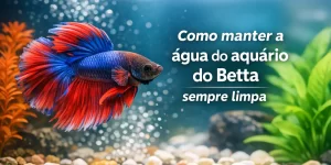 Betta azul e vermelho nadando em aquário com plantas e bolhas