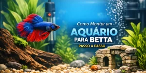 Betta com nadadeiras azuis e vermelhas, aquário decorado com plantas e pedra