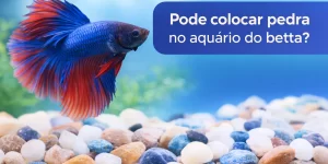Betta azul e vermelho com pedras no aquário, fundo azul sereno
