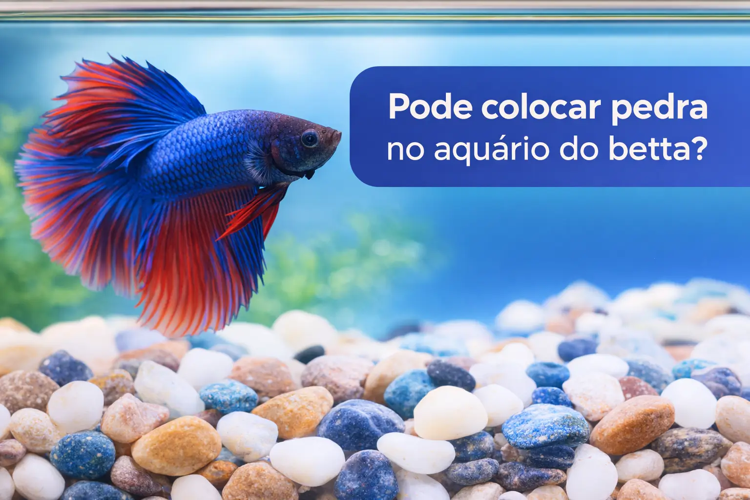 Betta azul e vermelho com pedras no aquário, fundo azul sereno