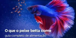 Betta fish azul e vermelho nadando com ração em fundo azul.