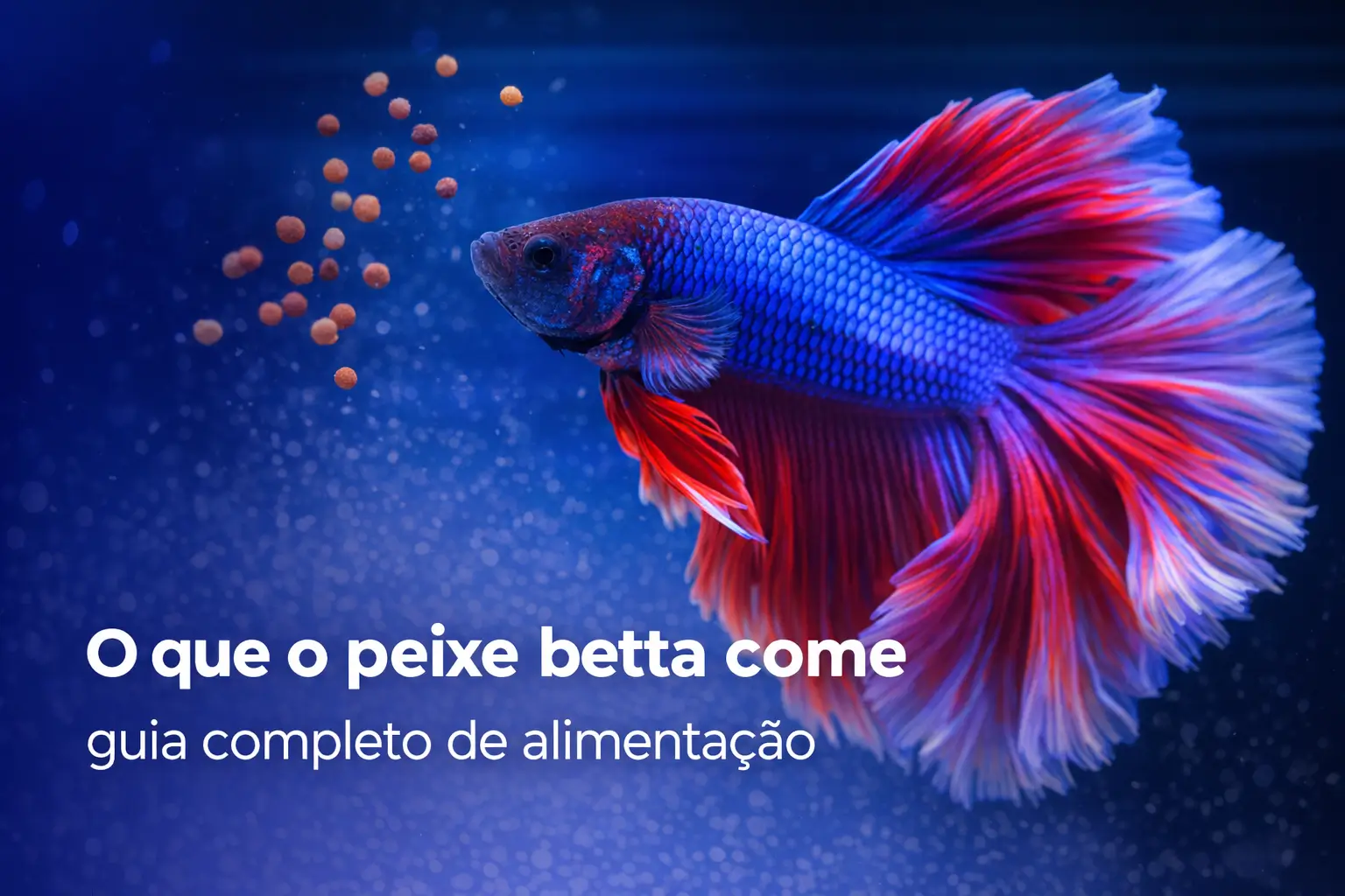 Betta fish azul e vermelho nadando com ração em fundo azul.
