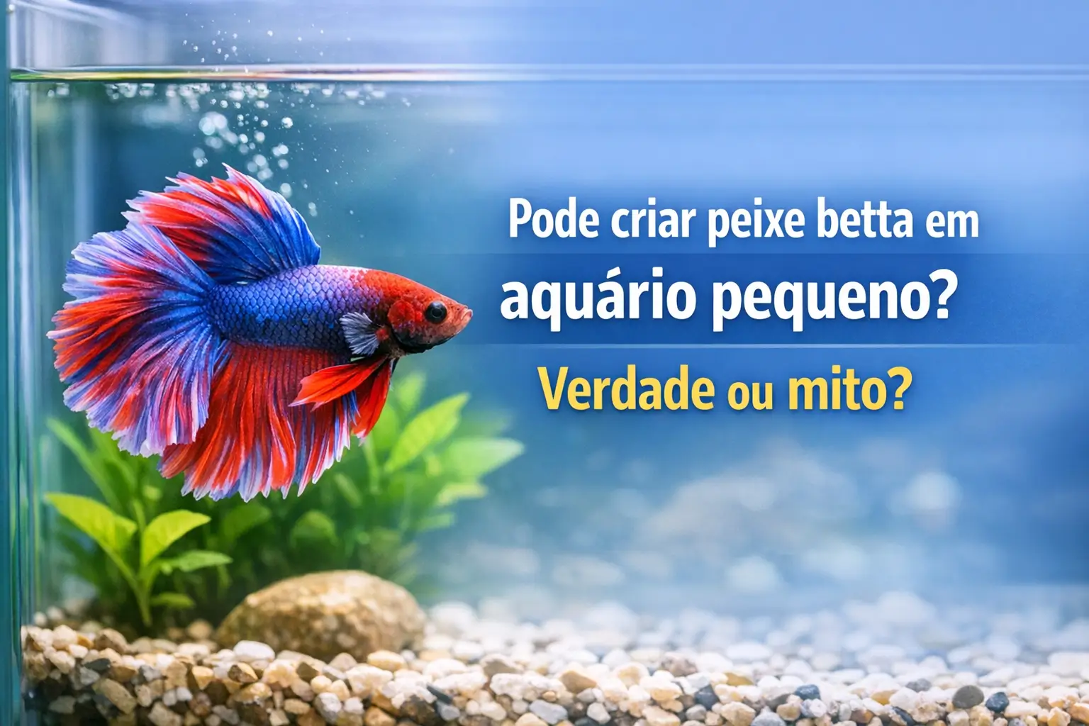 Peixe betta azul e vermelho nadando em aquário pequeno com plantas aquáticas