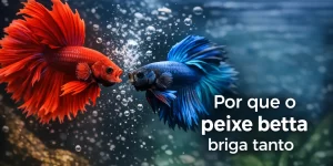 dois peixes betta, vermelho e azul, nadando em cena subaquática dinâmica