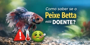 Betta colorido nadando em aquário com plantas ao fundo