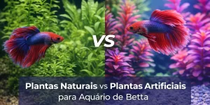Betta em aquário com plantas naturais e artificiais comparadas
