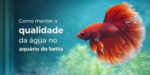 betta fish vibrante nadando em aquário com plantas aquáticas verdes