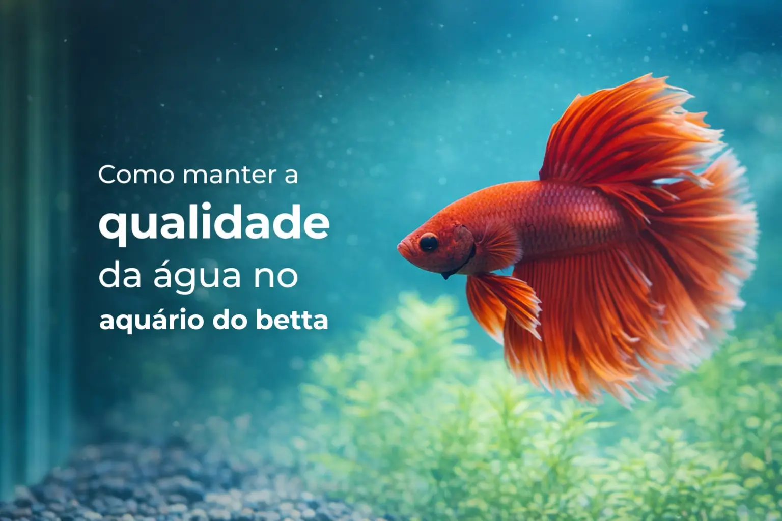 betta fish vibrante nadando em aquário com plantas aquáticas verdes