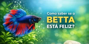 Peixe betta azul e vermelho nadando em aquário com plantas verdes vivas