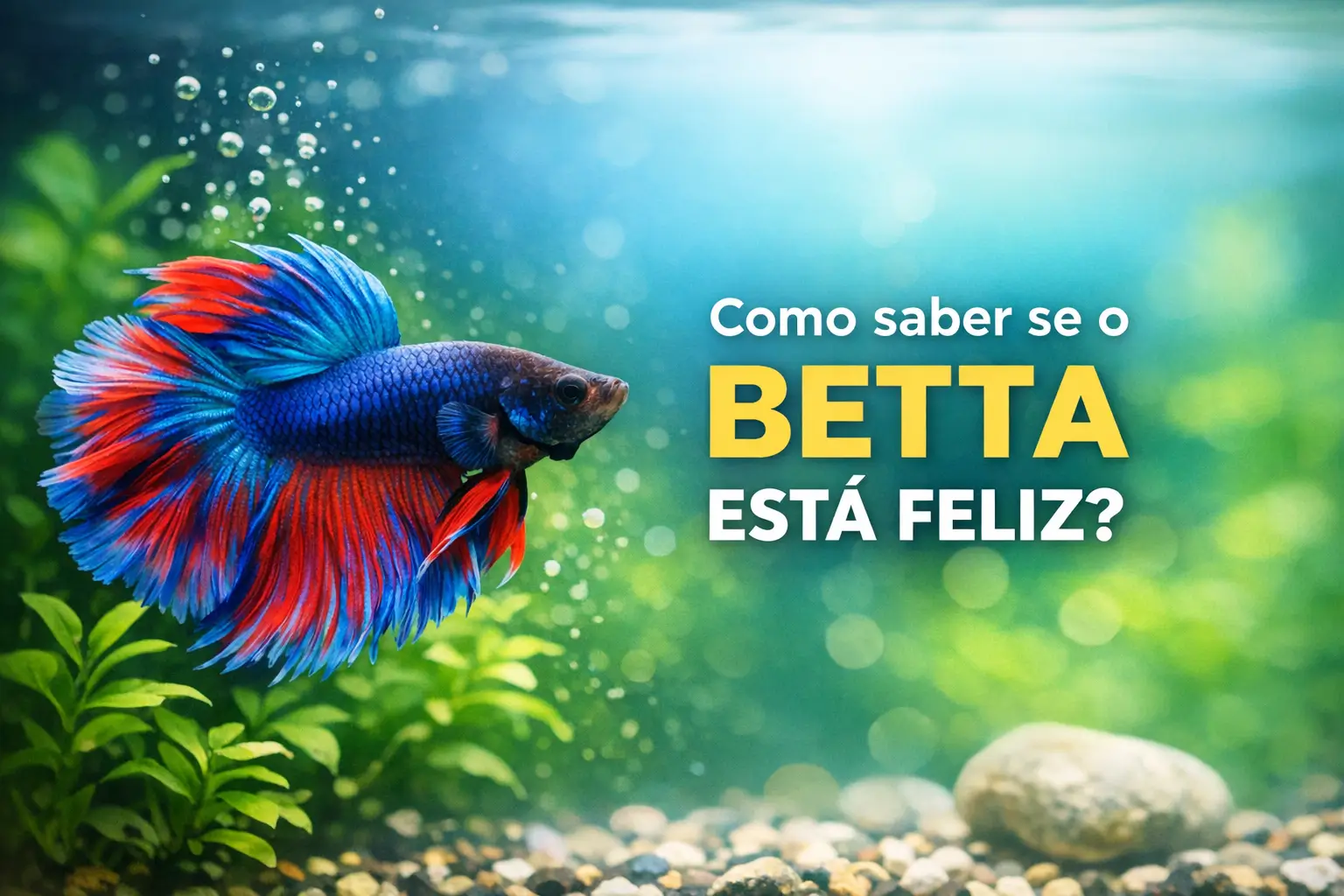 Peixe betta azul e vermelho nadando em aquário com plantas verdes vivas