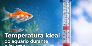 Aquário com peixe dourado e termômetro medindo temperatura.