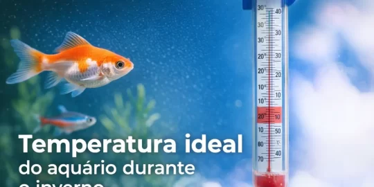 Aquário com peixe dourado e termômetro medindo temperatura.