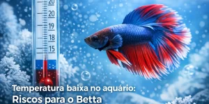 Betta fish de cores vibrantes nadando em aquário com termômetro e bolhas