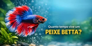 Peixe betta com barbatanas azuis e vermelhas em água clara