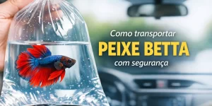 Como transportar peixe Betta em segurança dentro de um carro