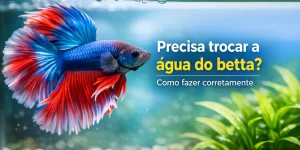 Betta azul e vermelho em aquário com plantas e pedras ao fundo