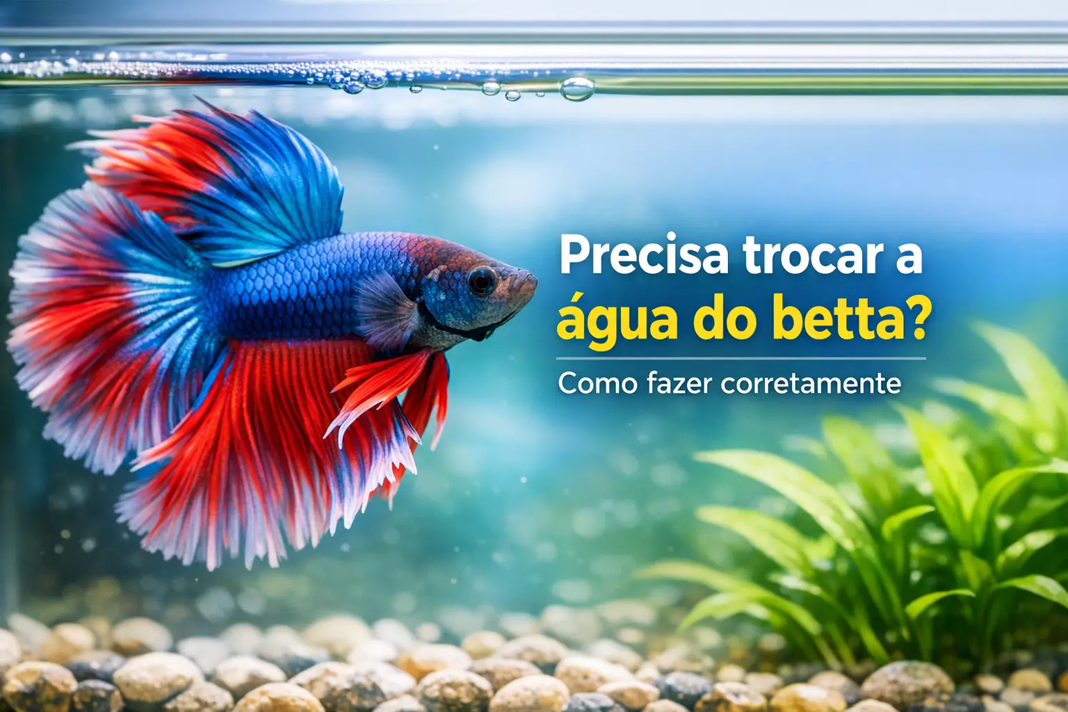 Betta azul e vermelho em aquário com plantas e pedras ao fundo